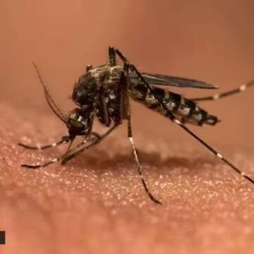 X user shares long recovery journey after getting dengue thrice in 18 months: ‘Mosquitoes have a type’