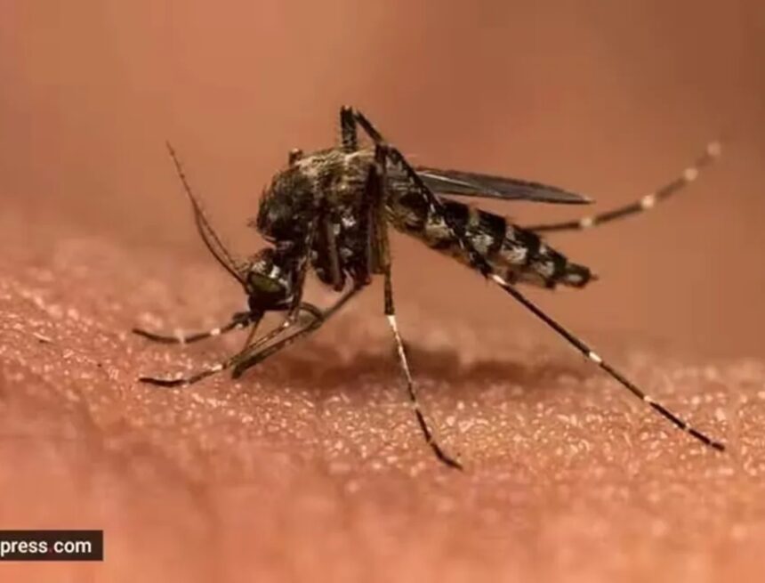 X user shares long recovery journey after getting dengue thrice in 18 months: ‘Mosquitoes have a type’ X user shares long recovery journey after getting dengue thrice in 18 months: ‘Mosquitoes have a type’