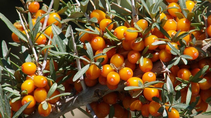 Piyush Goyal calls Ladakh’s sea buckthorn ‘a golden treasure of India’s natural heritage’; know benefits, uses